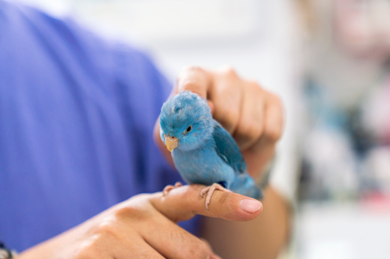 Blue Parrotlet on Hand