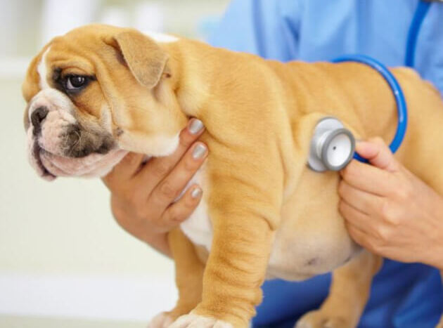 Bulldog Puppy Health Check by Veterinarian