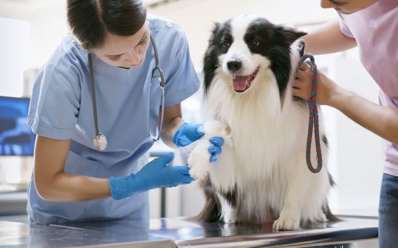 Dog getting bandaged by veterinary staff