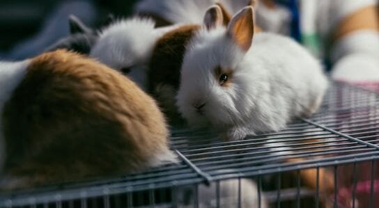 Snuggle Bunnies A Cozy Cluster of Fluff and Friendship Snuggle Bunnies A Cozy Cluster of Fluff and Friendship