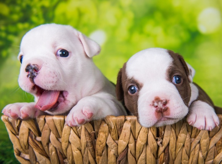 Two Funny American Bullies Puppies on Green Background  