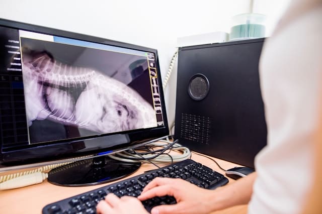 X ray on a computer monitor