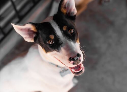 Happy Pup, Healthy Life