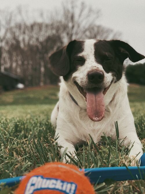 Happy black and white dog lying on grass with tongue out, resting near an orange Chuckit! ball.