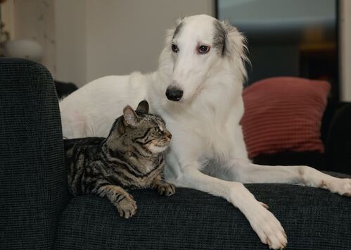 Unlikely Companions, Unbreakable Bond