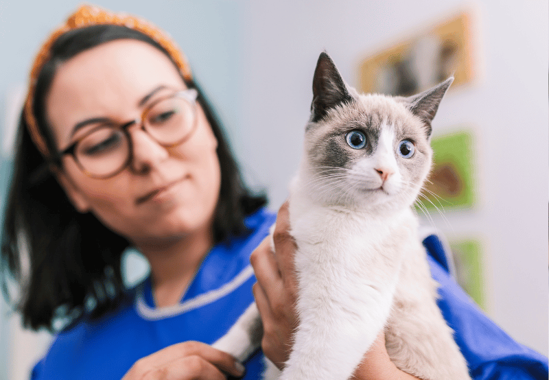 person in an x-ray vest holding a cat