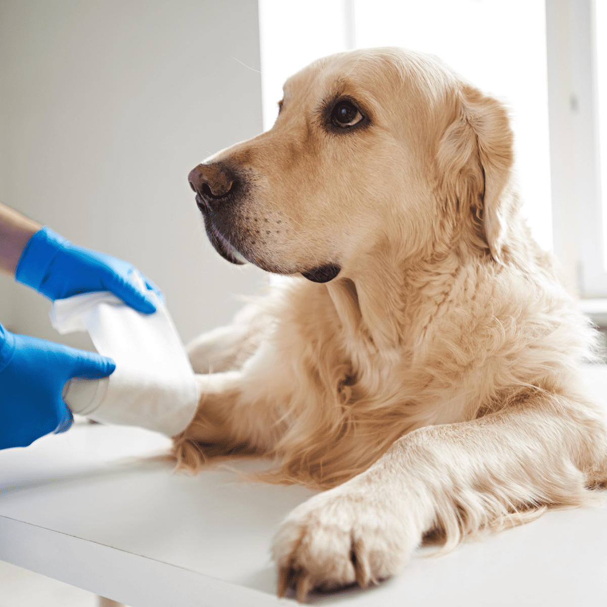 dog emergency care (2) vet bandaging a dogs paw