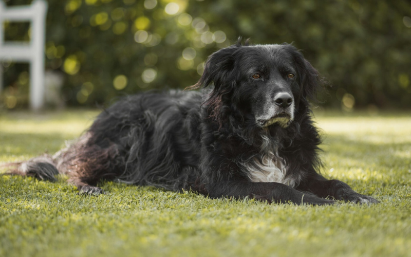senior dog laying in the grass