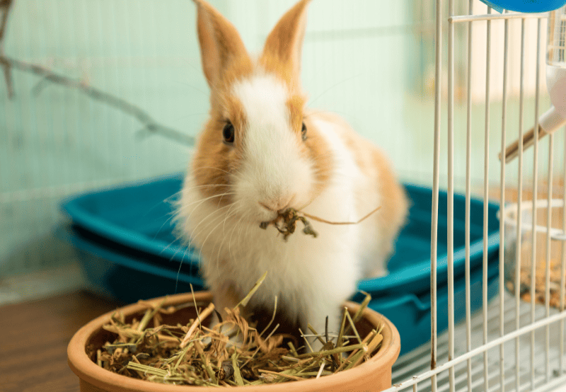 bunny eating hay