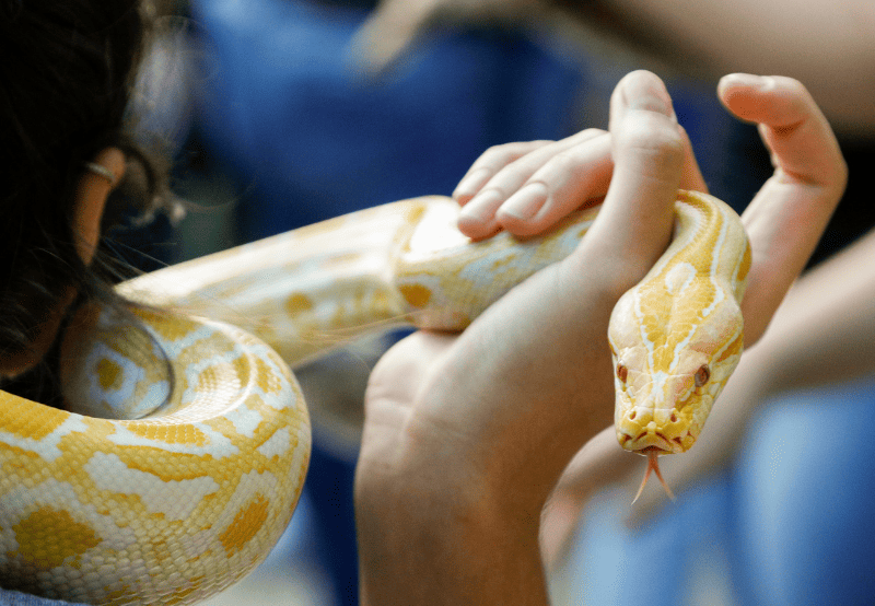 person holding a yellow snake