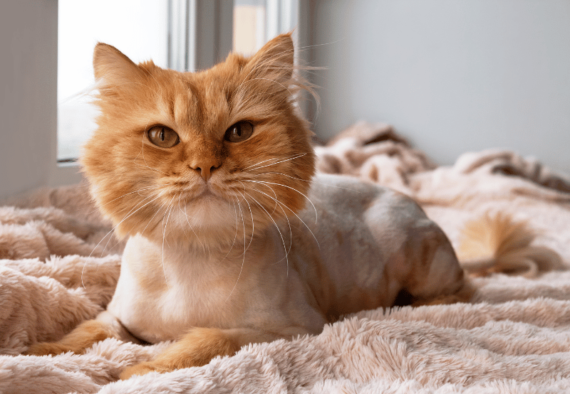 cat with a lion cut