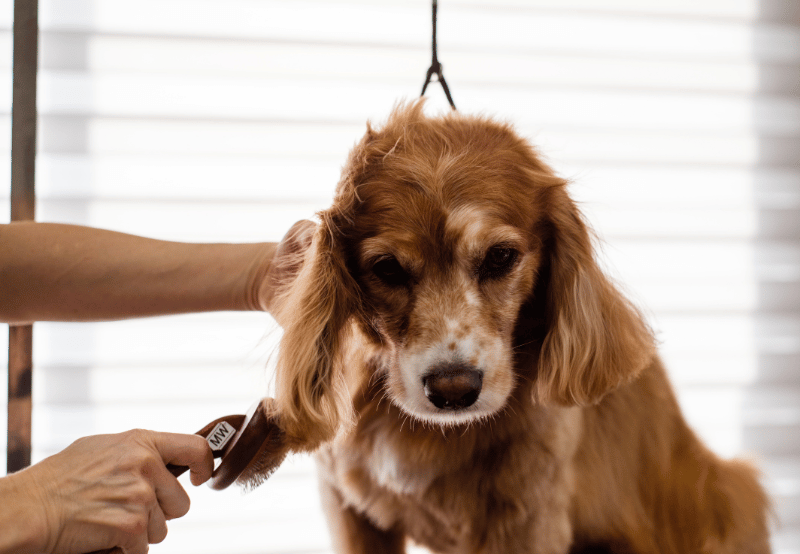 dog being groomed