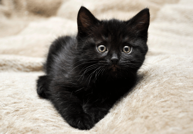 black kitten laying down