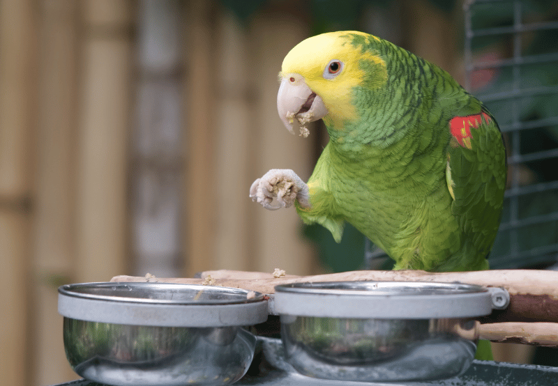 bird standing by its food bowls