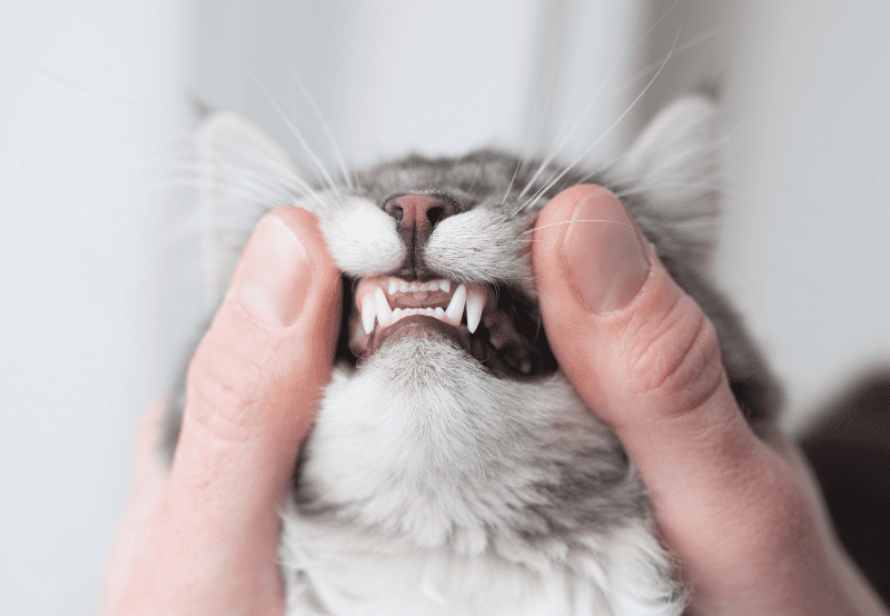 person examining a cats teeth