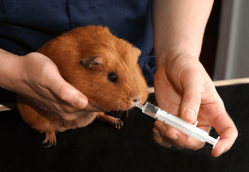 pet emergency care (1) vet giving a guinea pig water