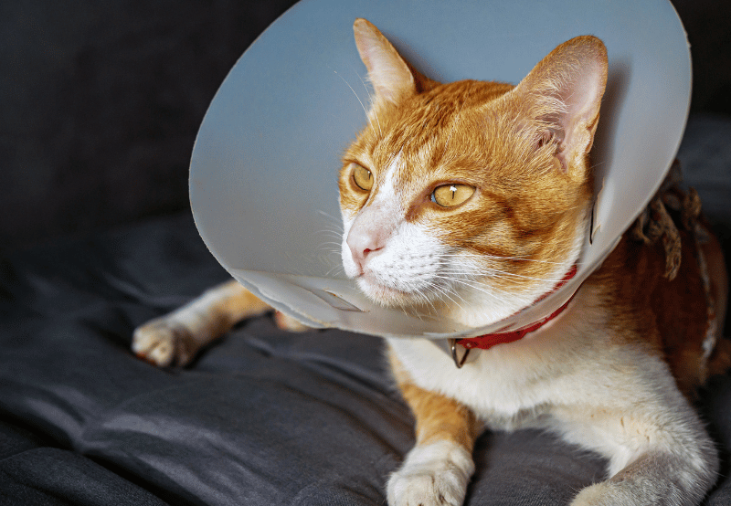 cat wearing a surgery cone