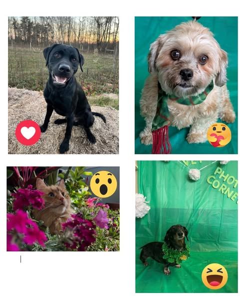 492504955_1301931515272250_775604131793366319_n 1 collage of pets