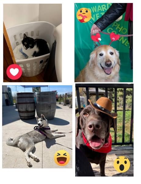 493931542_1301931531938915_2570619481159989854_n 1 collage of pets