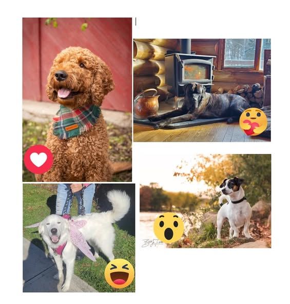 494118762_1301931525272249_7740344777626305592_n 1 collage of pets