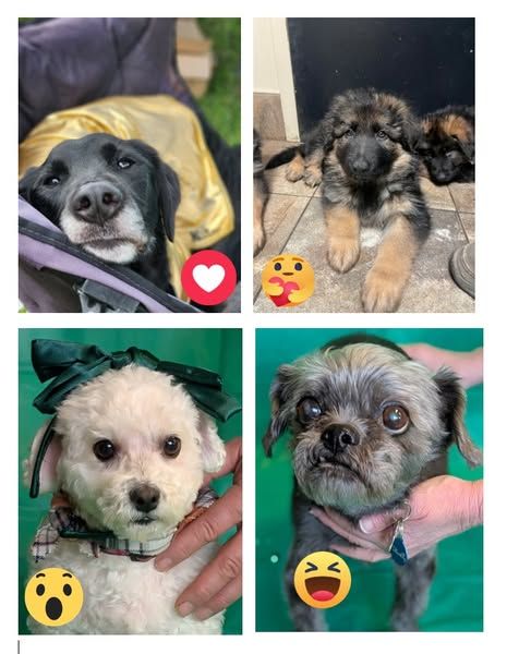 494153409_1301931631938905_702171068460586537_n 1 collage of pets