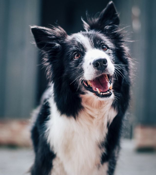 long coated black and white dog