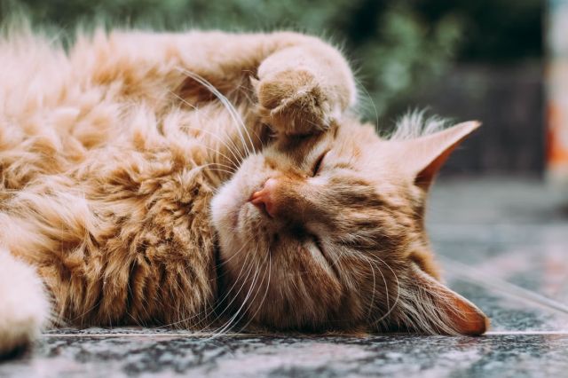 orange persian cat sleeping