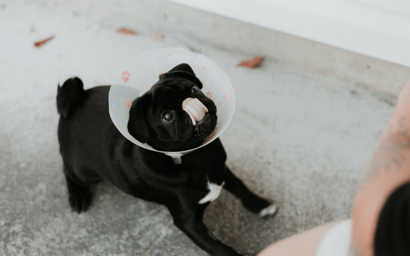 black pug puppy on white floor