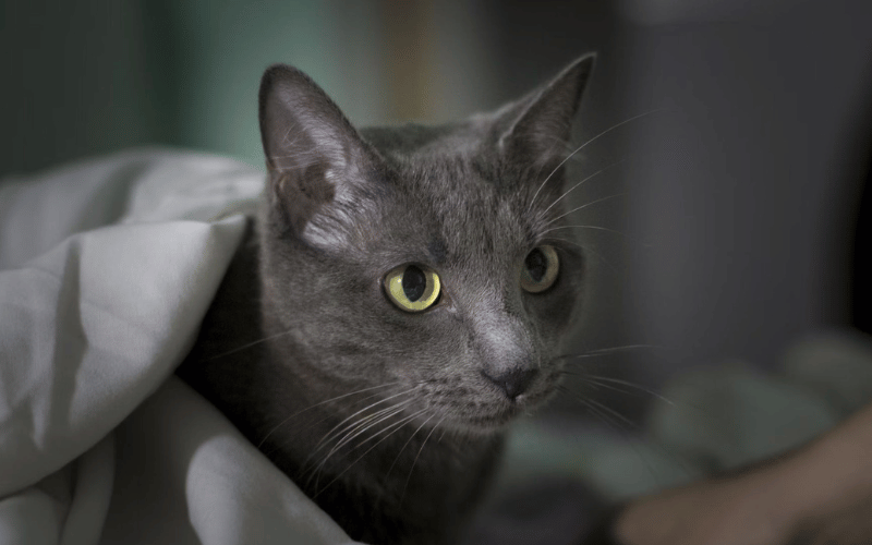 russian blue cat