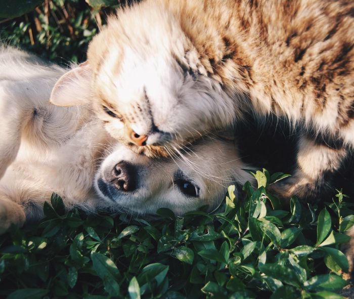 white dog and gray cat hugging each other on grass